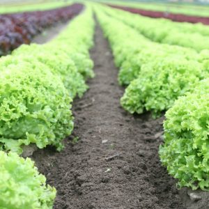 Gestión gastronómica en alojamientos ubicados en entornos rurales y/o naturales