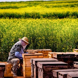 Obtención y acondicionamiento de los productos de las colmenas