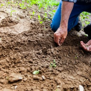 Operaciones auxiliares de preparación del terreno, plantación y siembra de cultivos agrícolas.