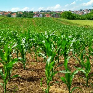 OPERACIONES AUXILIARES DE PREPARACIÓN DEL TERRENO, PLANTACIÓN Y SIEMBRA DE CULTIVOS AGRÍCOLAS