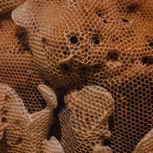 Recolección, extracción y almacenamiento de polen y otros productos de la colmena